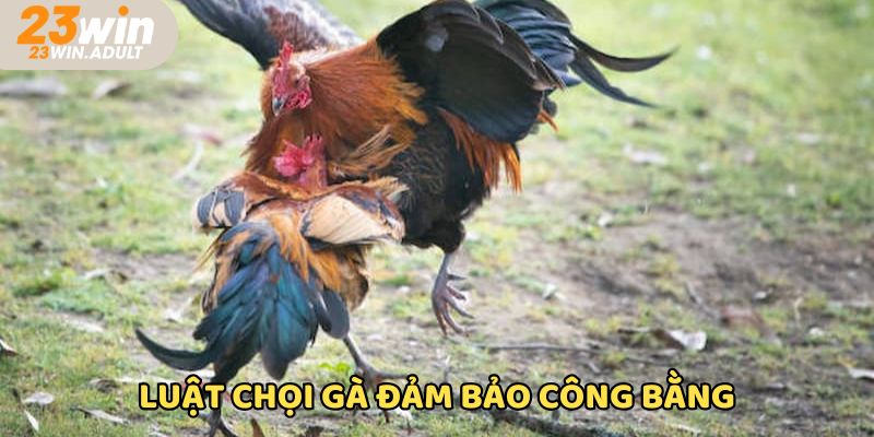 Hiểu quy tắc chọi kê để tham gia an toàn
