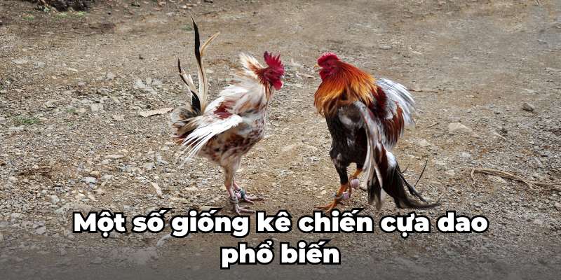 Một số giống kê chiến đấu cựa dao phổ biến
