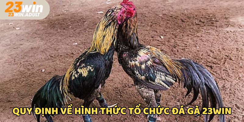 Thành viên chơi đá gà ku casino nắm được quy trình